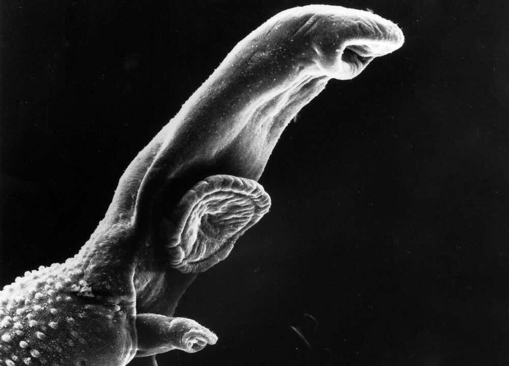 Schistosoma je parazit, katerega življenjski cikel zahteva vmesnega gostitelja. 