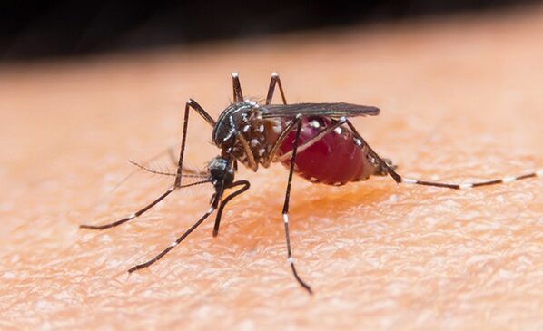 komar je nosilec protozojskih parazitov in malarije