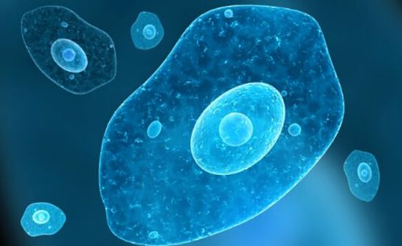 protozojska parazitna dizenterija ameba