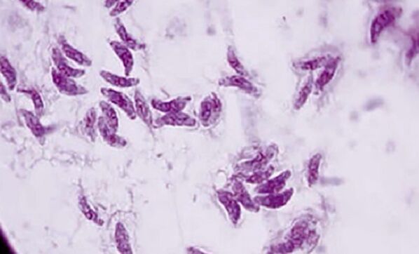 protozojski parazit toksoplazma gondi povzročitelj toksoplazmoze
