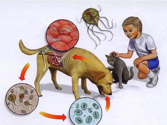 načini okužbe otroka s paraziti