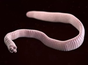Palček tapeworm