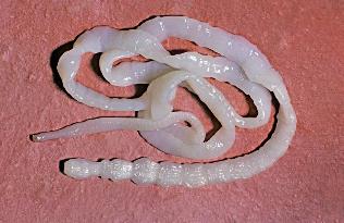Goveje tapeworm